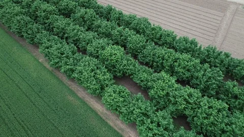 Nocciol3 Stock Footage 90750035