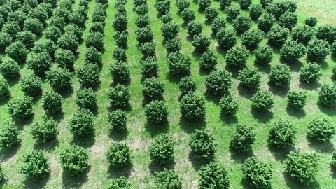 Nocciol8 Stock Footage 90750579