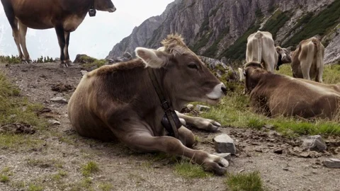 Nockspitz Cow I Stock Footage 79313340