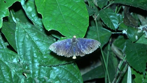Noctuid moth, Malaysia 動画素材 130161968