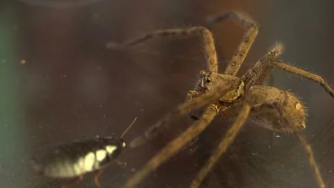 Nocturnal Arthropod Encounter Between Predator and Scavenger 스톡 동영상 335866223