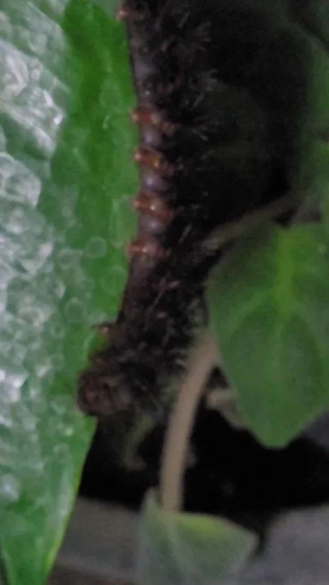 Nocturnal caterpillar moving on anthurium leaf ( Stock-Footage 342777042