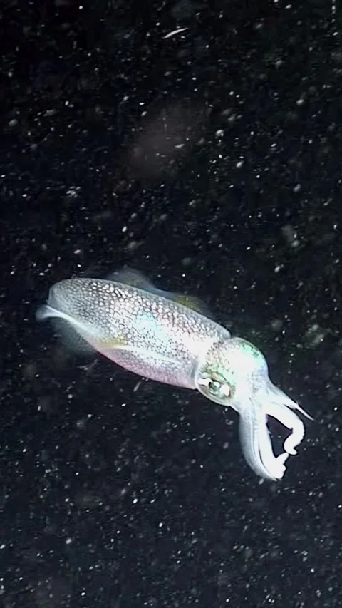 Nocturnal cuttlefish gliding through dark waters of the Philippines at night Stock Footage 298859823