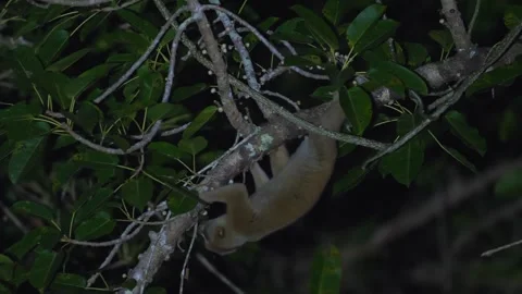 Nocturnal primate navigating through dense foliage under cover of Stock Footage 271475707