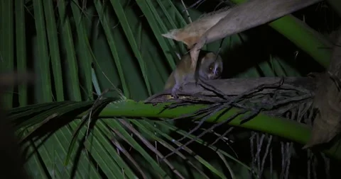 Nocturnal slow loris primate on forest branch at night, watchful and Vídeos de archivo 305936759
