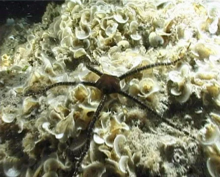 Nocturnal Starfish (C091) 動画素材 103997