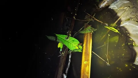 A nocturnal tree frog rests on a leaf above a pond in Sarapiqui's tropical Stock Footage 327692191