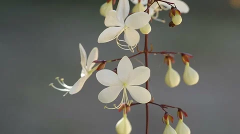 Nodding Clerodendron flower shaking Stock Footage 59571251