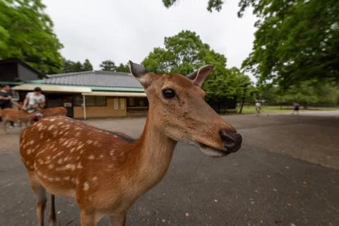 Nodding dear of Nara Foto stock