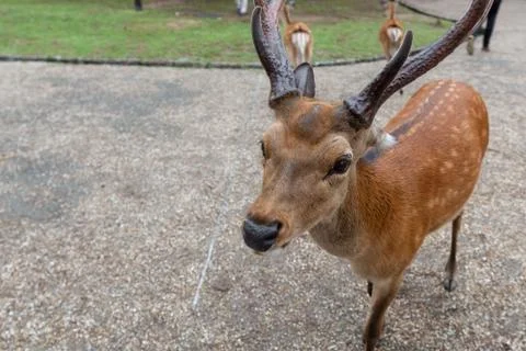Nodding dear of Nara Stock Photos