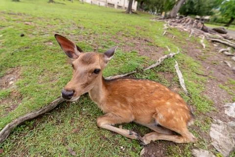 Nodding dear of Nara Stock Photos