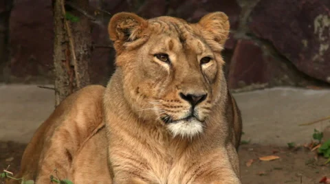 Nodding head of drowsy lioness in evening soft light, Stock Footage 46741416