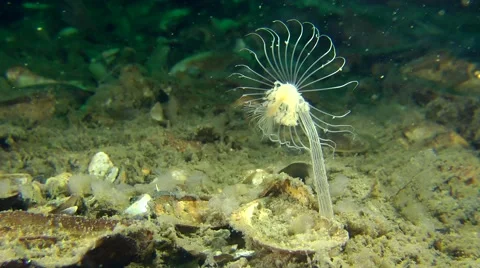 Nodding Hydroid (Corymorpha nutans). Stock Footage 63319779