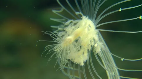 Nodding Hydroid (Corymorpha nutans). Stock Footage 63319800