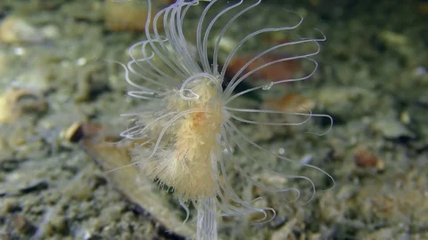 Nodding Hydroid (Corymorpha nutans). Stock Footage 82867452