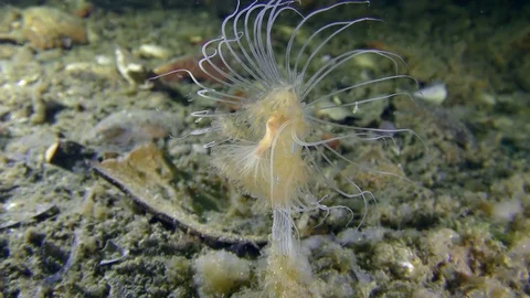 Nodding Hydroid (Corymorpha nutans). Stock Footage 82867572