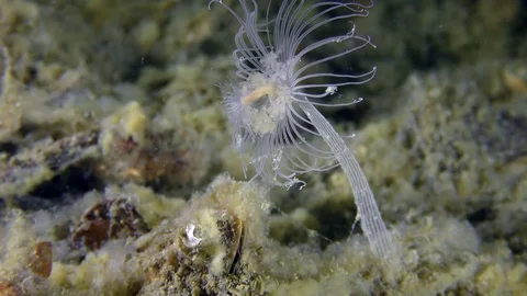 Nodding Hydroid (Corymorpha nutans) on the seabed. Stock Footage 82867630