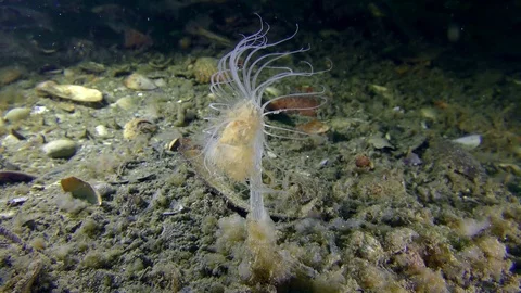 Nodding Hydroid slowly sway current on the seabed. Stock Footage 82867506