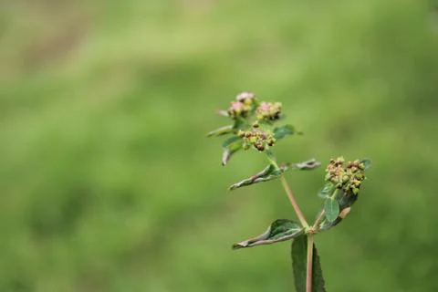 A Nodding Spurge in Close-Up Stock Photos