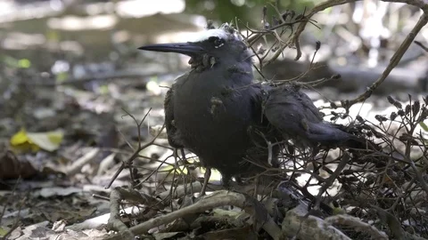 Noddy tern on ground tangled in pisonia seed burrs at heron island Video stock 82760360