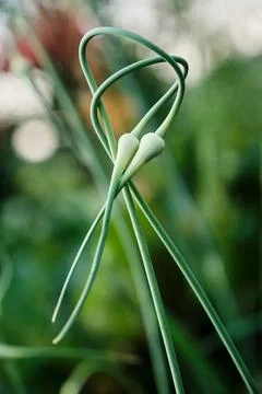 Node the arrows of young garlic, beautiful background. Green garlic scape clo Stock Photos