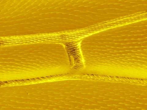 Nodus of grasshopper wing Stock Photos
