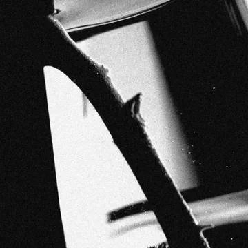 Noir Rose Foto stock