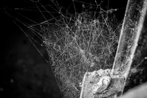 Noir spider's web Stock Photos