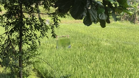 Noise creator tool at rice paddy fields Video stock 285096724