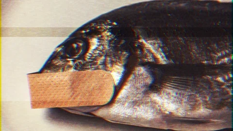 Noise fx Fish patch Video stock 104330722