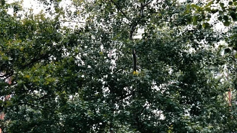 The noise of trees in the forest the camera is directed upwardsdrone view Stock Footage 111871682