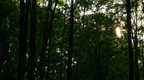 Noises in the forest Stock Footage 56722364