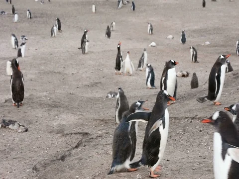 A noisy breeding colony of Gentoo penguin with a lot of chicks Stock Footage