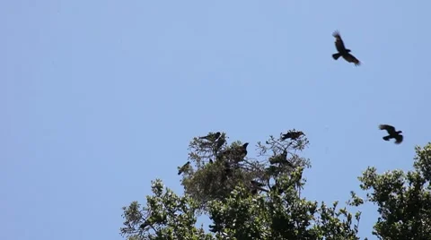 Noisy crows in a tree Stock Footage 7761643