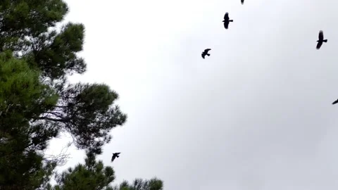Noisy flock of crows on a cloudy day Stock Footage 220802838