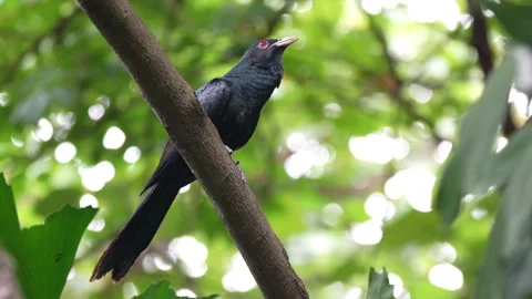 A noisy koel bird calling Stock-Footage 322169823