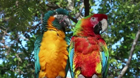 Noisy macaws Видео 20954024
