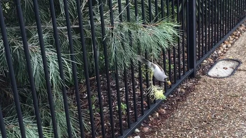 Noisy miner eats nectar Stock Footage 73895384