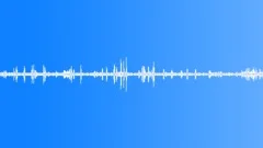Noisy Nesting Colony of Birds - Purple Martins (Progne subis) Sound Effect