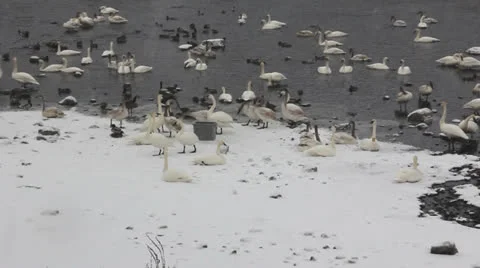 Noisy Trumpeter Swans Video stock 24256011