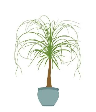 Nolina palm tree vector silhouette illustration isolated on white background Stock-Illustration