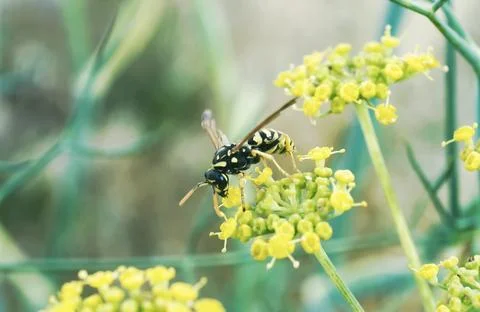 Nomad Bee 2 Stock Photos