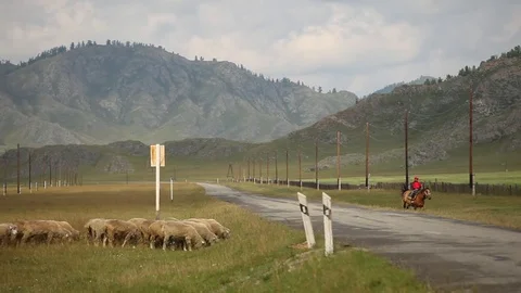 Nomad Boy Shepherd and Rum Sheep in mountains 库存影片 84042202