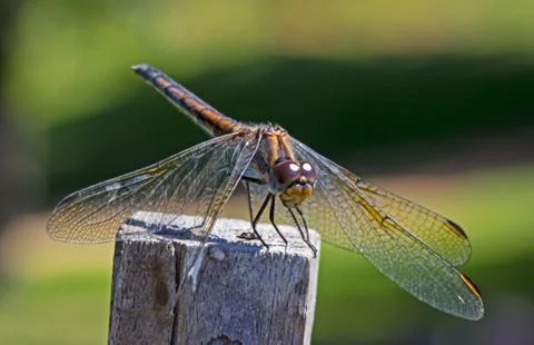Nomad dragonfly perching on post Stock Photos