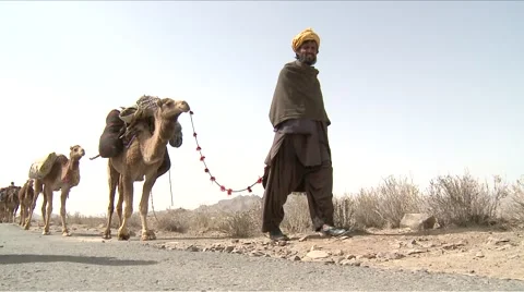 Nomad with Dromedaries camels Stock Footage 55402072