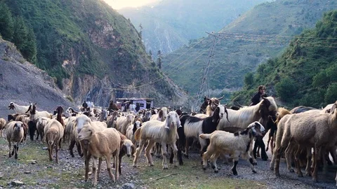 Nomad with sheeps Stock Footage 92669022