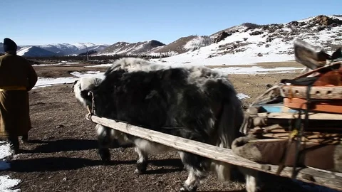 Nomad transhumance Stock Footage 88394758