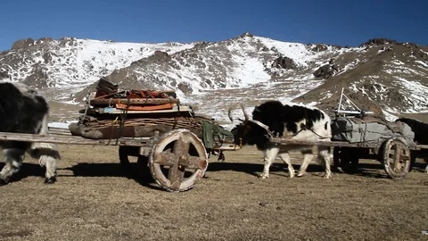 Nomad transhumance Video stock 88395077
