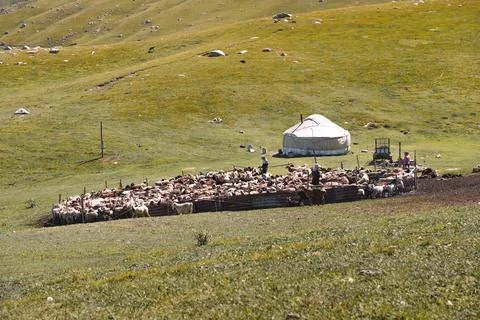 Nomadic camp on open plain with grazing sheep Stock Photos
