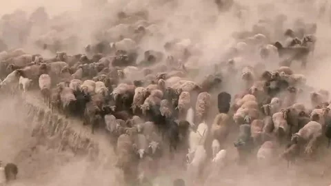 Nomadic Herd of Sheep and Goats Migrating Through Dusty Xinjiang, China Vídeos de archivo 337856867